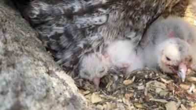 Three downy white great grey owl chicks sit on a nest of wood chips beneath the barred grey feathers of a parent.