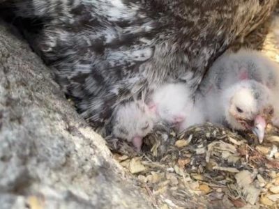 Three downy white great grey owl chicks sit on a nest of wood chips beneath the barred grey feathers of a parent.