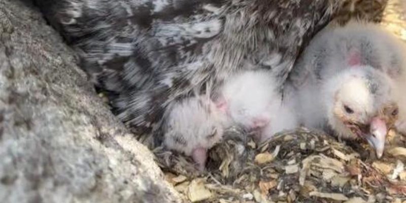 Three downy white great grey owl chicks sit on a nest of wood chips beneath the barred grey feathers of a parent.