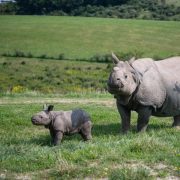 A greater one-horned rhino stands in open green pasture with a young calf walking beside her, rolling hills behind.