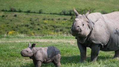 A greater one-horned rhino stands in open green pasture with a young calf walking beside her, rolling hills behind.