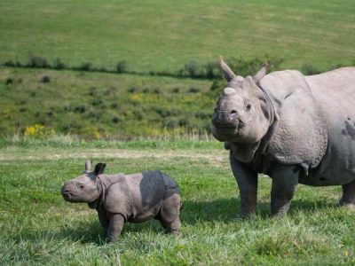 A greater one-horned rhino stands in open green pasture with a young calf walking beside her, rolling hills behind.