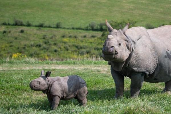 A greater one-horned rhino stands in open green pasture with a young calf walking beside her, rolling hills behind.