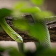 A slender bright green snake rests along a branch behind out-of-focus green leaves, its head turned toward the camera.