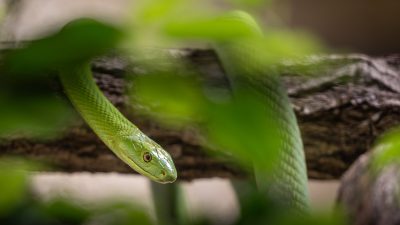A slender bright green snake rests along a branch behind out-of-focus green leaves, its head turned toward the camera.