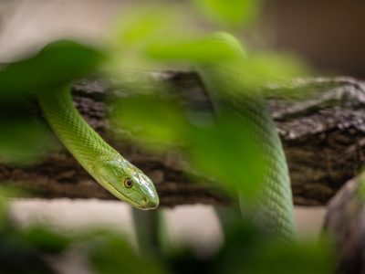 A slender bright green snake rests along a branch behind out-of-focus green leaves, its head turned toward the camera.