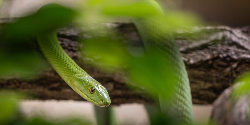 A slender bright green snake rests along a branch behind out-of-focus green leaves, its head turned toward the camera.
