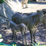 A young Grevy's zebra foal with narrow reddish-brown stripes and a tall upright mane stands on dirt beside an adult zebra.