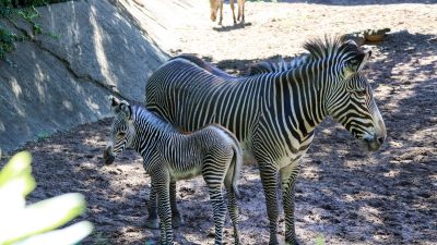 A young Grevy's zebra foal with narrow reddish-brown stripes and a tall upright mane stands on dirt beside an adult zebra.