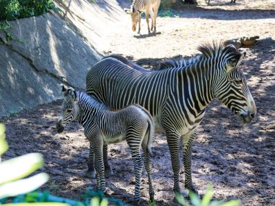 A young Grevy's zebra foal with narrow reddish-brown stripes and a tall upright mane stands on dirt beside an adult zebra.
