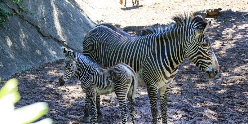 A young Grevy's zebra foal with narrow reddish-brown stripes and a tall upright mane stands on dirt beside an adult zebra.