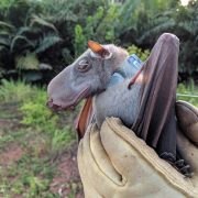 A hammer-headed bat with a long blunt muzzle and amber eyes is held in a gloved hand, its dark wing folded, with green forest behind.