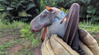 A hammer-headed bat with a long blunt muzzle and amber eyes is held in a gloved hand, its dark wing folded, with green forest behind.