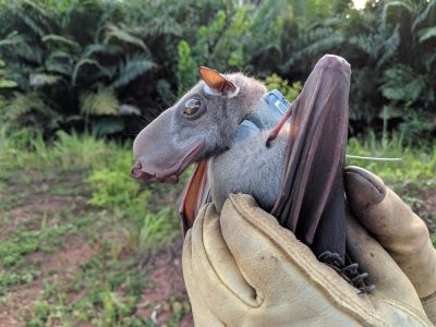 A hammer-headed bat with a long blunt muzzle and amber eyes is held in a gloved hand, its dark wing folded, with green forest behind.