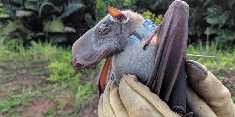 A hammer-headed bat with a long blunt muzzle and amber eyes is held in a gloved hand, its dark wing folded, with green forest behind.
