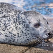 A spotted harbor seal rests on wet rock beside the water, facing the camera with long white whiskers.