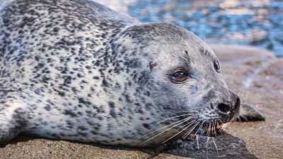 A spotted harbor seal rests on wet rock beside the water, facing the camera with long white whiskers.