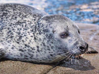 A spotted harbor seal rests on wet rock beside the water, facing the camera with long white whiskers.