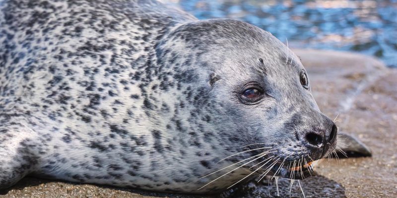 A spotted harbor seal rests on wet rock beside the water, facing the camera with long white whiskers.