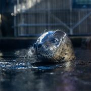 A spotted harbor seal lifts his head and shoulders out of dark water at the edge of a pool, whiskers spread and water beading on his face, with a metal railing and habitat structure blurred behind him.