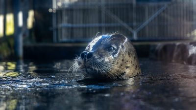 A spotted harbor seal lifts his head and shoulders out of dark water at the edge of a pool, whiskers spread and water beading on his face, with a metal railing and habitat structure blurred behind him.
