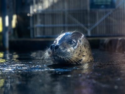 A spotted harbor seal lifts his head and shoulders out of dark water at the edge of a pool, whiskers spread and water beading on his face, with a metal railing and habitat structure blurred behind him.