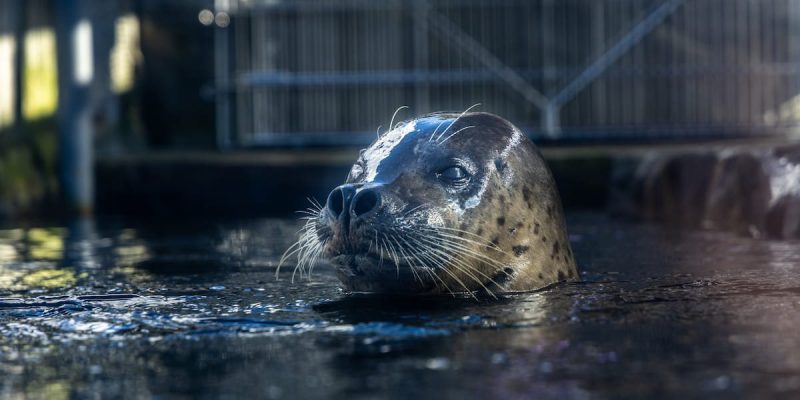 A spotted harbor seal lifts his head and shoulders out of dark water at the edge of a pool, whiskers spread and water beading on his face, with a metal railing and habitat structure blurred behind him.
