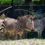 Three Hartmann's mountain zebra stand together in a habitat beside a mesh fence and palm fronds.