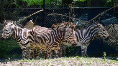 Three Hartmann's mountain zebra stand together in a habitat beside a mesh fence and palm fronds.