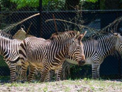 Three Hartmann's mountain zebra stand together in a habitat beside a mesh fence and palm fronds.