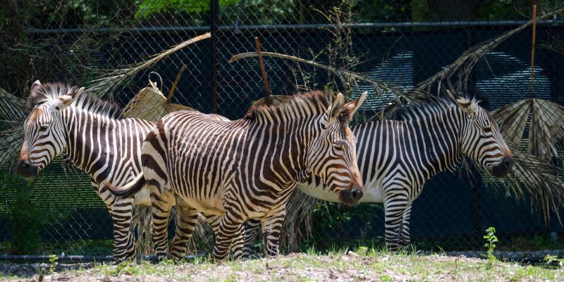 Three Hartmann's mountain zebra stand together in a habitat beside a mesh fence and palm fronds.