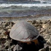 A hawksbill turtle sits in a hollow she has dug among eroded coral rock at the top of a beach on Desroches Island, her worn grey-brown shell facing the camera and the reef and open sea behind her.
