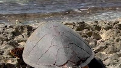 A hawksbill turtle sits in a hollow she has dug among eroded coral rock at the top of a beach on Desroches Island, her worn grey-brown shell facing the camera and the reef and open sea behind her.