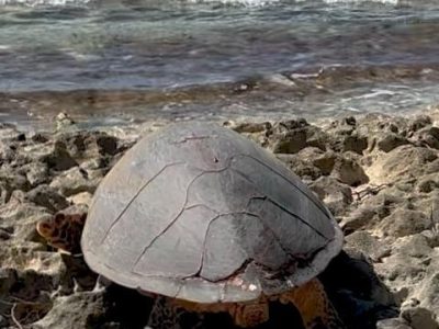 A hawksbill turtle sits in a hollow she has dug among eroded coral rock at the top of a beach on Desroches Island, her worn grey-brown shell facing the camera and the reef and open sea behind her.