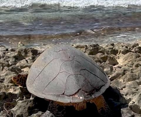 A hawksbill turtle sits in a hollow she has dug among eroded coral rock at the top of a beach on Desroches Island, her worn grey-brown shell facing the camera and the reef and open sea behind her.