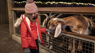 A child in a red winter coat and knit hat reaches through a fence rail to touch the nose of a brown and white goat at night, with strings of holiday lights glowing behind.