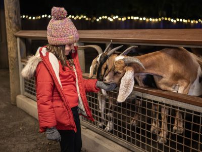A child in a red winter coat and knit hat reaches through a fence rail to touch the nose of a brown and white goat at night, with strings of holiday lights glowing behind.