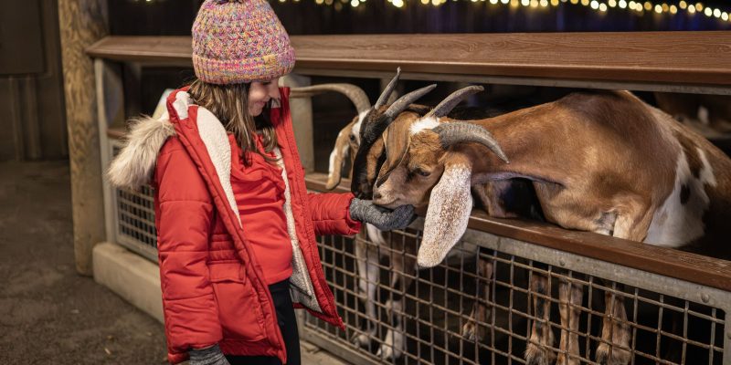 A child in a red winter coat and knit hat reaches through a fence rail to touch the nose of a brown and white goat at night, with strings of holiday lights glowing behind.