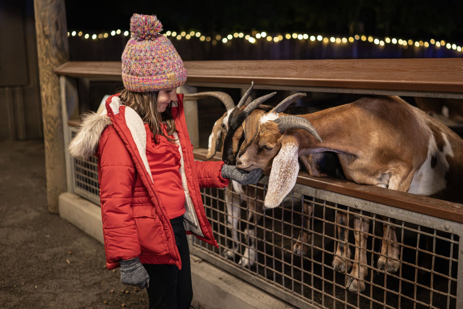 A child in a red winter coat and knit hat reaches through a fence rail to touch the nose of a brown and white goat at night, with strings of holiday lights glowing behind them.