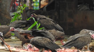 A group of hooded vultures with pink bare heads feeds on scraps spread across wet ground beside a market building in Nigeria.