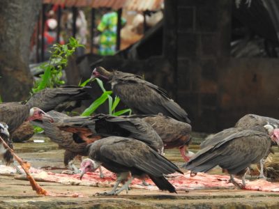 A group of hooded vultures with pink bare heads feeds on scraps spread across wet ground beside a market building in Nigeria.
