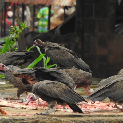 A group of hooded vultures with pink bare heads feeds on scraps spread across wet ground beside a market building in Nigeria.