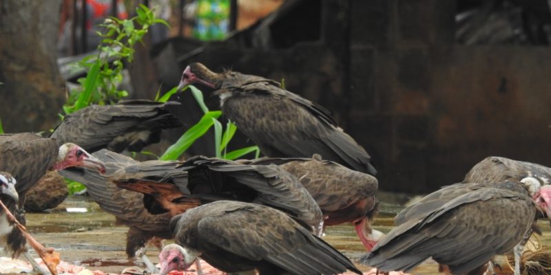 A group of hooded vultures with pink bare heads feeds on scraps spread across wet ground beside a market building in Nigeria.