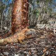 A Jamaican rock iguana with a heavy jaw and a low spiny crest stands on dry leaf litter in open limestone forest, its tan and orange flank marked with the field research number 9499 in red