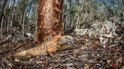 A Jamaican rock iguana with a heavy jaw and a low spiny crest stands on dry leaf litter in open limestone forest, its tan and orange flank marked with the field research number 9499 in red