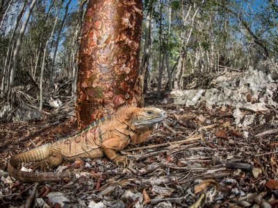 A Jamaican rock iguana with a heavy jaw and a low spiny crest stands on dry leaf litter in open limestone forest, its tan and orange flank marked with the field research number 9499 in red