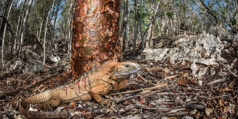 A Jamaican rock iguana with a heavy jaw and a low spiny crest stands on dry leaf litter in open limestone forest, its tan and orange flank marked with the field research number 9499 in red