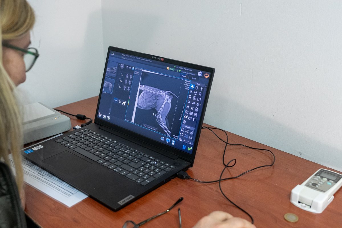 A veterinarian at a desk studies a radiograph of a small cat's hindquarters displayed on a laptop screen, with imaging software tools visible around the image.