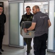 Four men in a clinic corridor, two of them carrying a plastic animal transport crate through a doorway toward a garden outside.