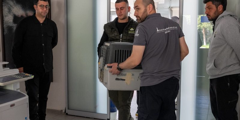 Four men in a clinic corridor, two of them carrying a plastic animal transport crate through a doorway toward a garden outside.